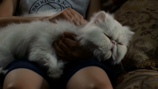 St. Vincent - white Persian cat Felix on Oliver's lap close