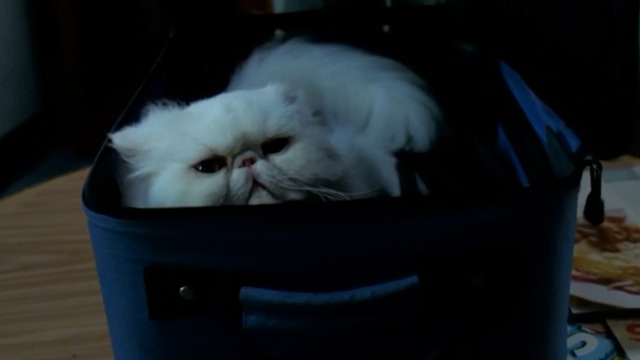 St. Vincent - white Persian cat Felix in suitcase