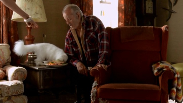 St. Vincent - Vincent Bill Murray watching white Persian cat Felix getting into vegetables