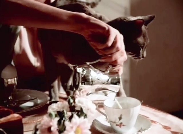 The American Success Company - gray cat Jebbs on table as Sarah Belinda Bauer pours cream