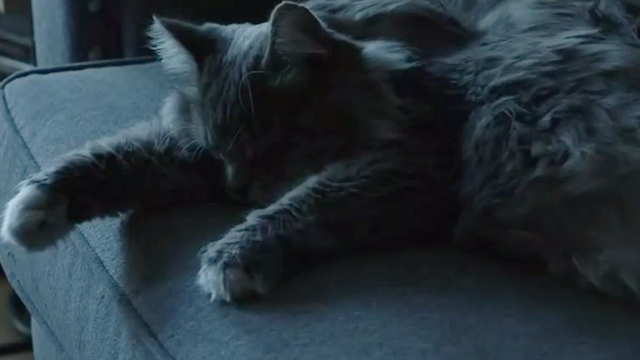 Summer in the City - long haired gray tabby cat Oscar sleeping