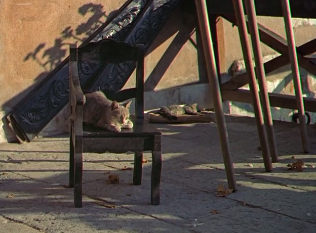 Summertime - two tabby cats sleeping on and by chairs in sun