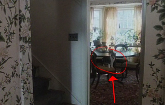 The Sunshine Boys - cat on chair