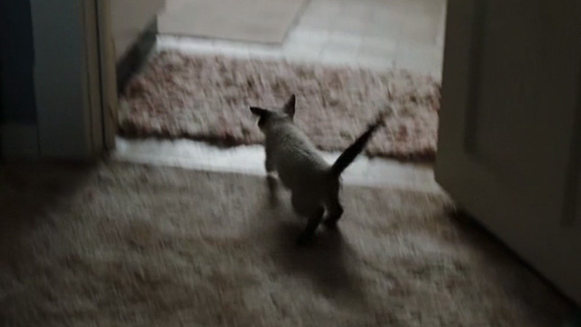 Sunshine Cleaning - Siamese kitten running for door