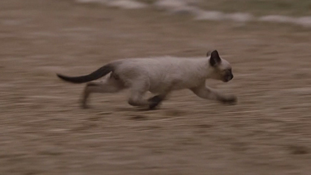 Sunshine Cleaning - Siamese kitten running