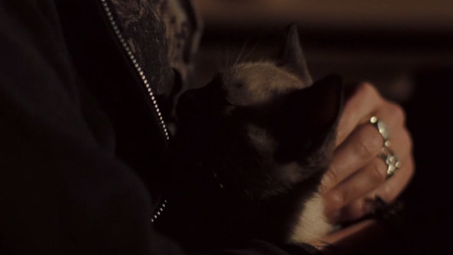 Sunshine Cleaning - close up of Siamese kitten in lap