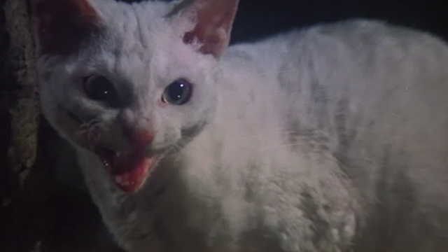 Superman - white cat Frisky meowing