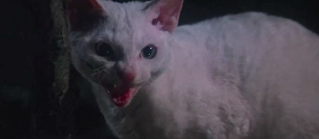 Superman - white cat Frisky meowing