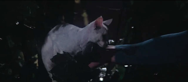 Superman - white cat Frisky meowing in tree