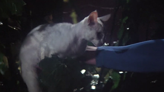 Superman - white cat Frisky being lifted from tree