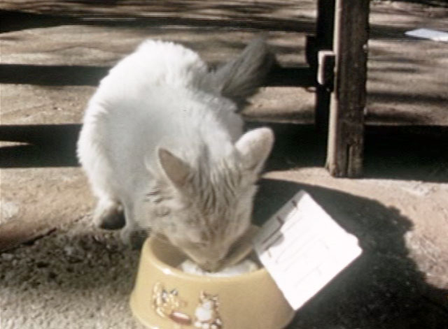 A Surprise for Jean - longhair white cat Fluff eating from dish of ice cream