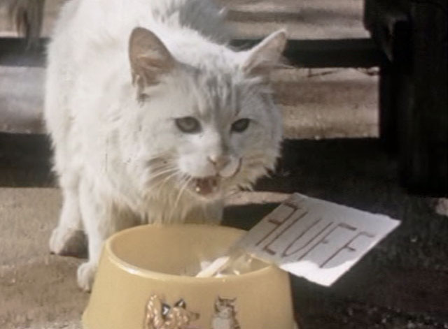 A Surprise for Jean - longhair white cat Fluff licking lips over dish of ice cream