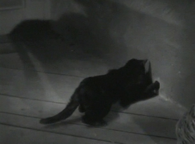 Svengali - black cat reaching into hole