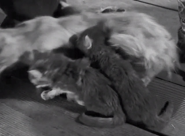 Swamp Water - Mama cat and kittens being bumped into by leg of man