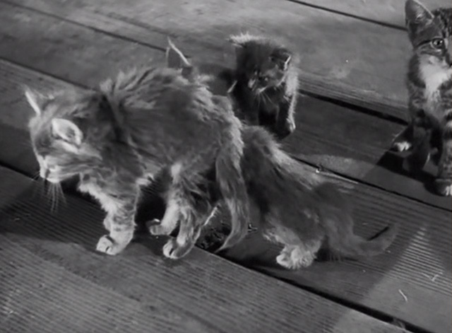 Swamp Water - kittens on floor of general store
