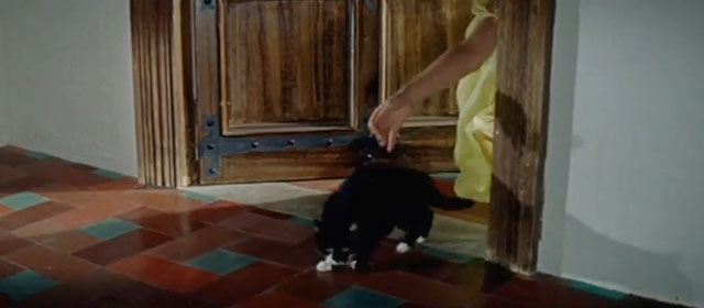 Swordsman of Siena - tuxedo cat being put outside room