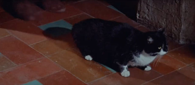 Swordsman of Siena - tuxedo cat sitting in corridor with feet approaching