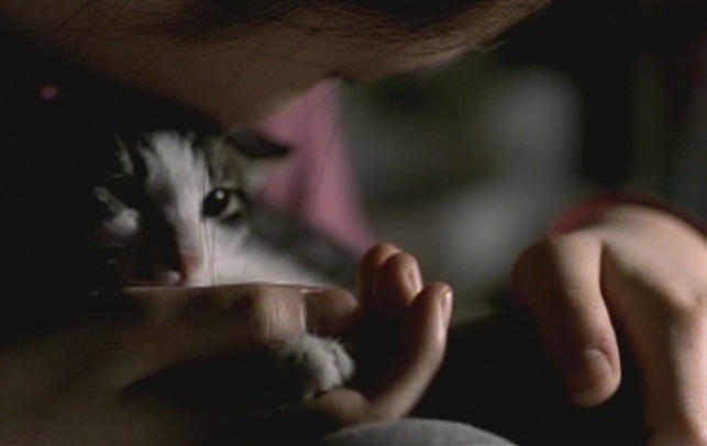 Take Care of My Cat - close of Titi kitten with Ji-Young