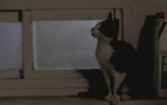 Take Care of My Cat - black and white tuxedo kitten