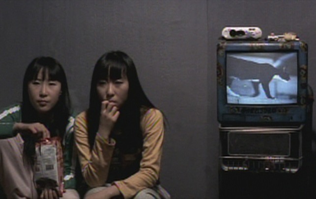 Take Care of My Cat - twins watching report about wild cats on television