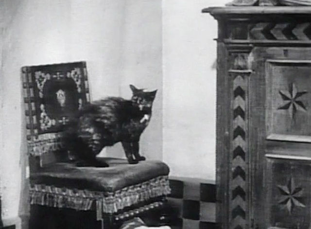 Taming of the Shrew - tortoiseshell cat on chair