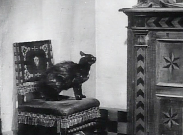 Taming of the Shrew - tortoiseshell cat on chair