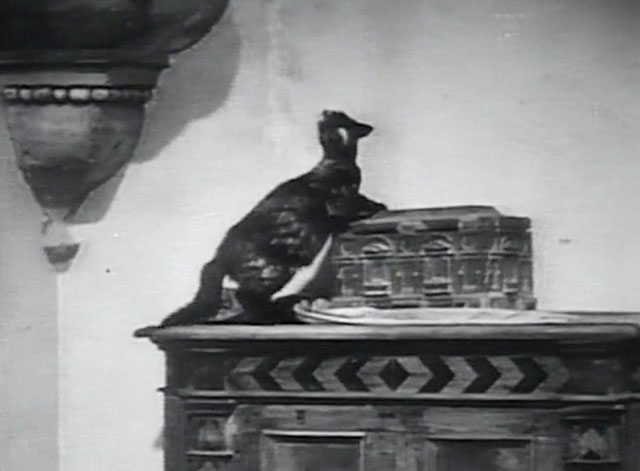 Taming of the Shrew - tortoiseshell cat on dresser