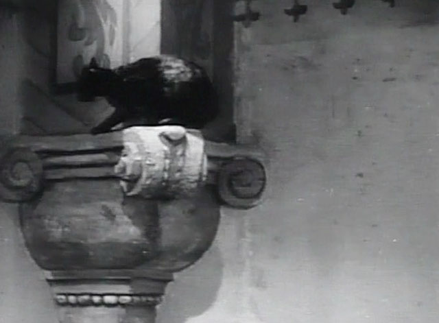 Taming of the Shrew - tortoiseshell cat on high shelf