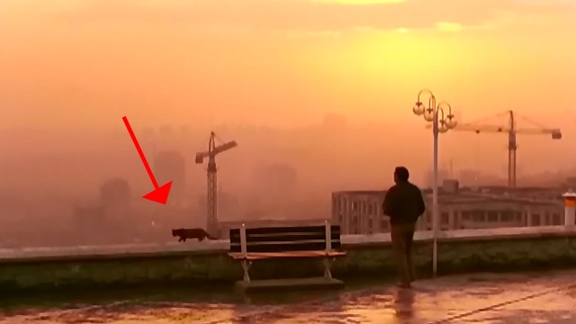 Taste of Cherry - dark cat walking along wall