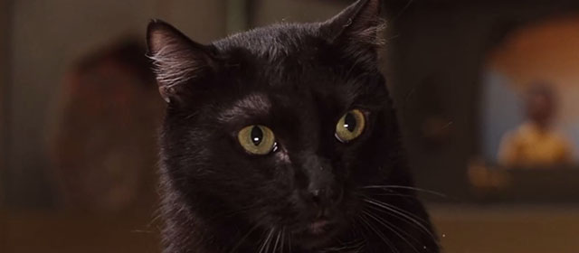 Team America: World Police - black cat close up