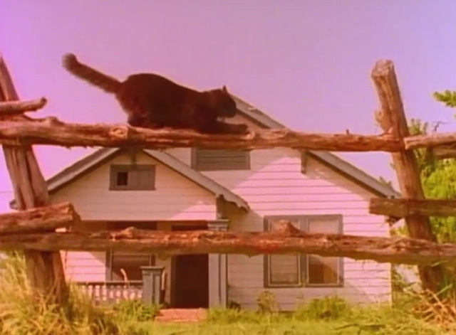 Teenage Catgirls in Heat - black cat Cleo Esmerelda Huffhines scratching fence