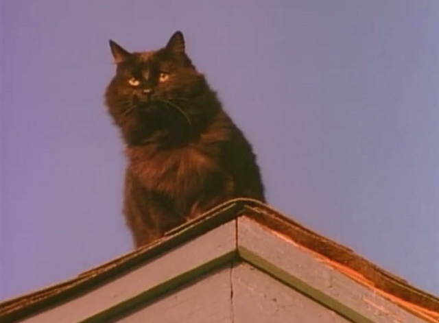 Teenage Catgirls in Heat - black cat Cleo Esmerelda Huffhines on rooftop