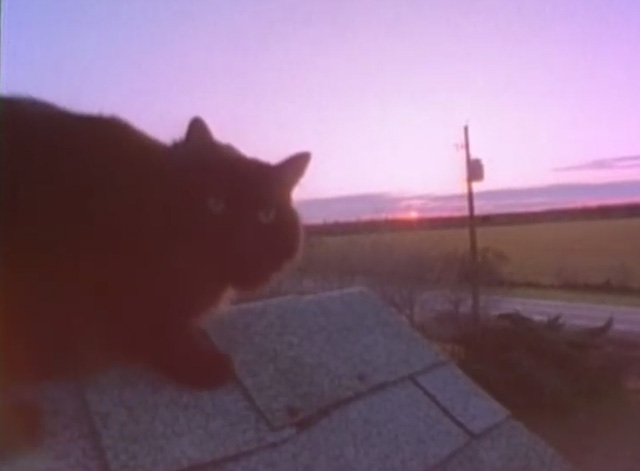 Teenage Catgirls in Heat - black cat Cleo Esmerelda Huffhines on rooftop