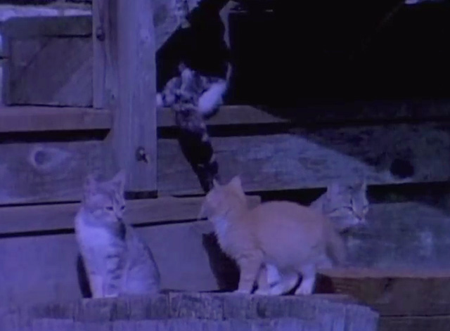 Teenage Catgirls in Heat - several barn cats sitting