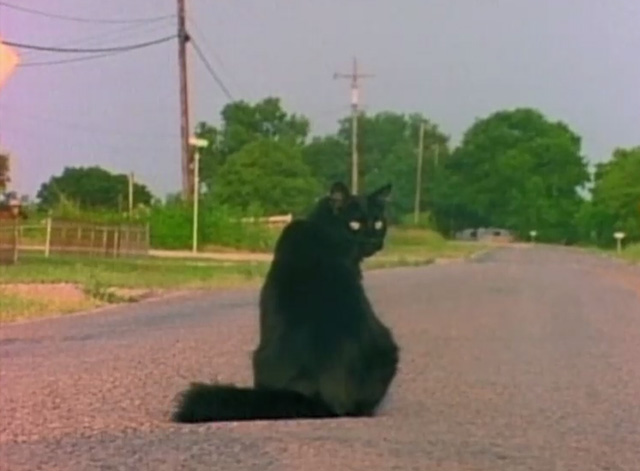 Teenage Catgirls in Heat - black cat Cleo Esmerelda Huffhines sitting on road
