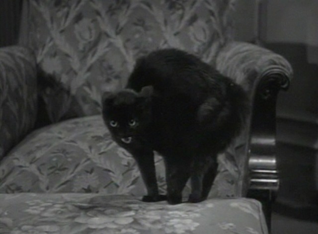 Tender Comrade - black cat Hector arches back and hisses