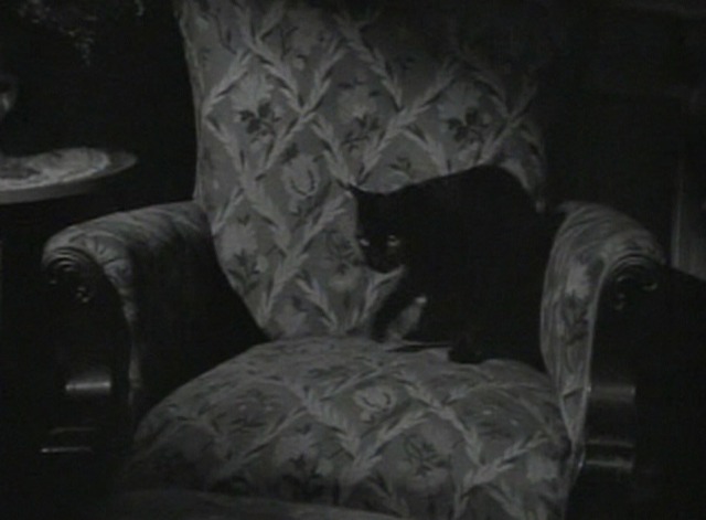Tender Comrade - black cat Hector looks up from chair
