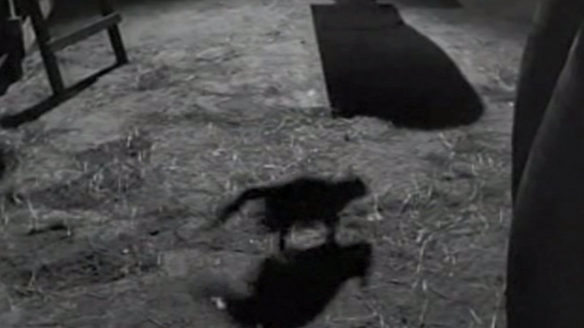 Ten Little Indians - gray cat running across cellar floor