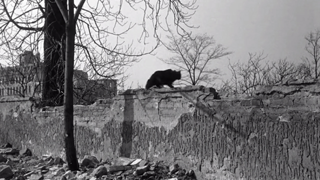 Ten Seconds to Hell - black cat running along rock wall