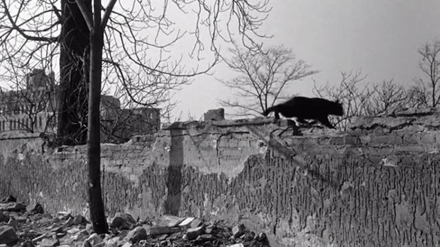 Ten Seconds to Hell - black cat running along rock wall