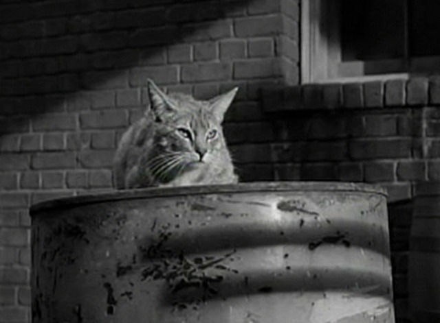 Tenth Avenue Angel - cat sitting on metal drum in alley