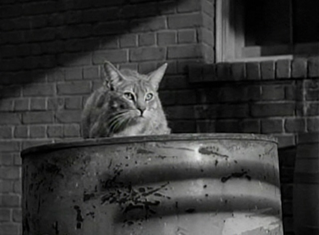 Tenth Avenue Angel - cat sitting on metal drum in alley 2