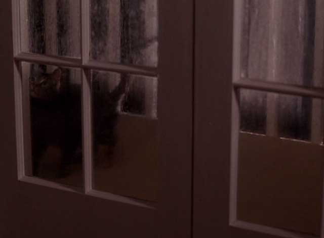 Tequila Sunrise - tabby cat outside sliding glass window in rain