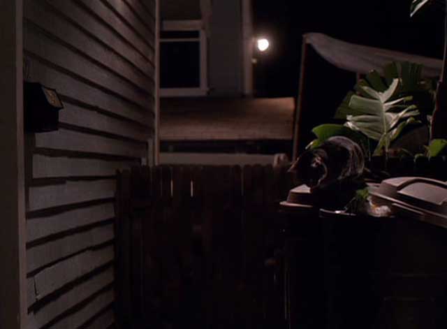 Tequila Sunrise - tabby cat sitting on garbage can