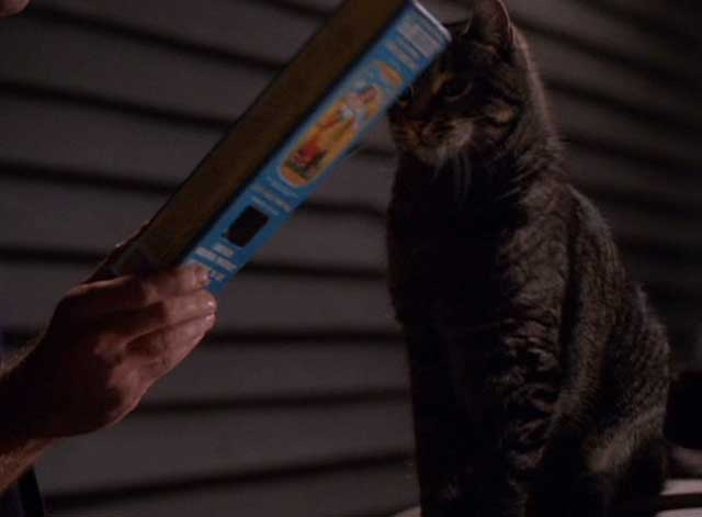 Tequila Sunrise - tabby cat sitting on garbage can with empty pasta box