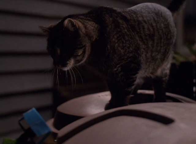 Tequila Sunrise - tabby cat standing on garbage can