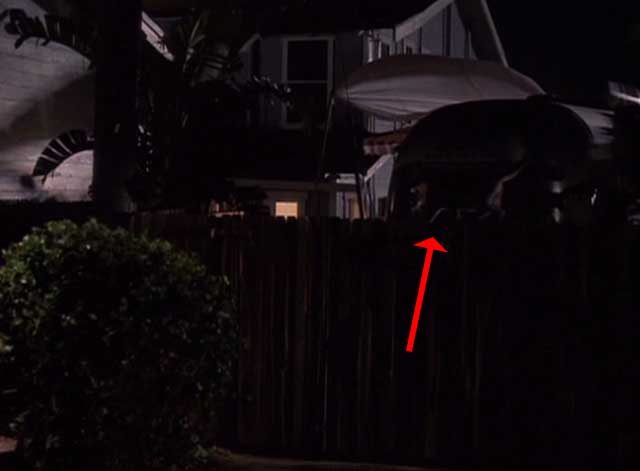 Tequila Sunrise - tabby cat walking along fence