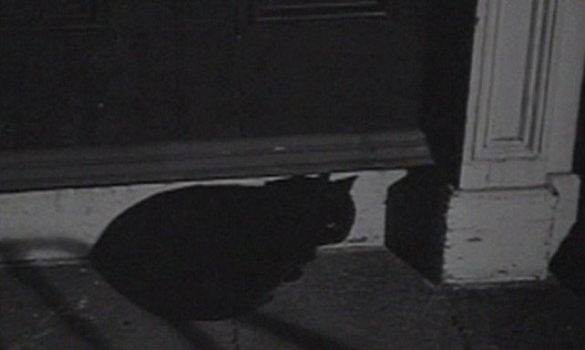 Term of Trial - black cat sitting on doorstep