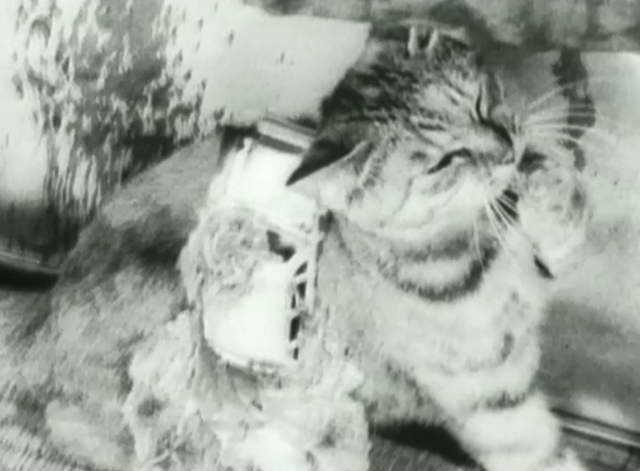 Tetsuo the Iron Man - tabby cat with metal on side
