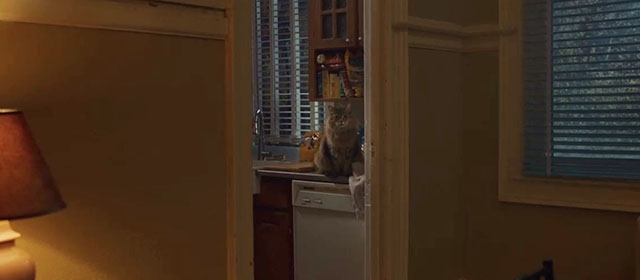 Thanksgiving - longhair brown Maine Coon tabby cat Dewey Tonic on kitchen counter